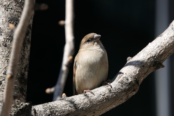 Spatz Sperling