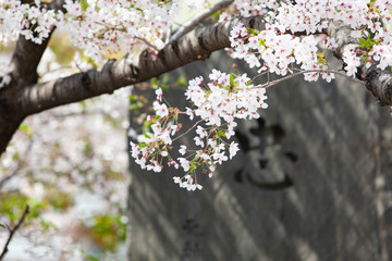 記念碑と桜