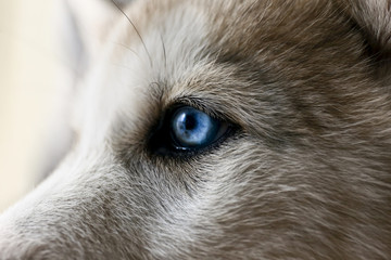 Cute Husky puppy, closeup