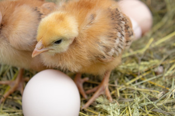 Newborn yellow chickens in hay nest along whole.