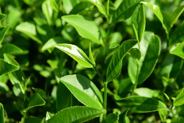 Tea Picking in Chinese Tea Gardens