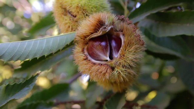 Close view of an opened chestnut ready to cbe collected.