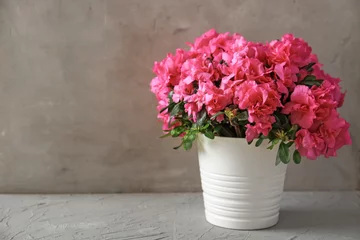 Photo sur Plexiglas Azalée Pot avec de belles azalées en fleurs sur table