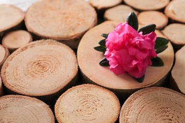 Beautiful azalea flower on wooden background