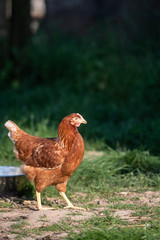 Huhn gackert und pickt Hühner auf dem Bauernhof laufen frei durch den Hühnergarten