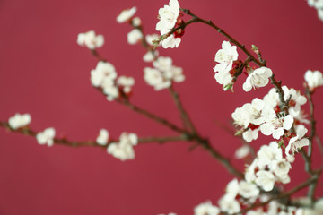 Beautiful blossoming branches on color background