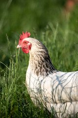 Freilandhühner