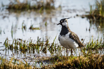 Lapwing standing