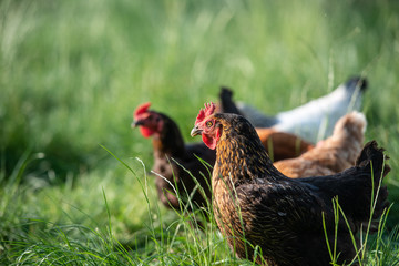 Freilandhühner auf einem Bio Bauernhof picken auf einer grünen Wiese