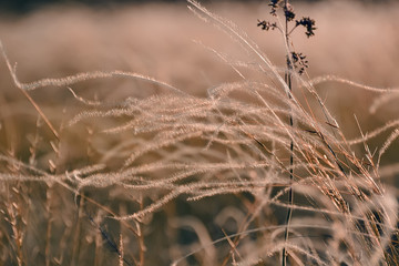 Steppe grasses swinging in the wind backlight