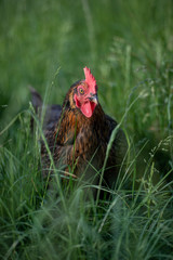 Freilandhühner auf einer grünen Wiese auf einem Biobauernhof