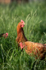 Freilandhühner laufen über eine grüne hohe wiese auf einem Biobauernhof