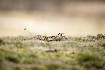 Wagtail hide and seek