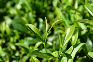Tea Picking in Chinese Tea Gardens