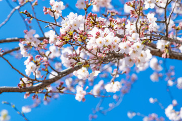 静岡県富士市　岩本山公園の桜