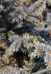 Part of a coniferous tree in the rays of the spring sun. Beautiful view of the green branches