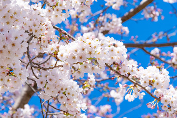 静岡県富士市　岩本山公園の桜