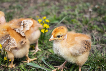yellow chicks on a grass field or lawn for a design and decoration concept