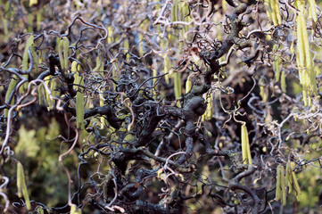 A tree of fancy shape. Beautiful Twisted Tree with Flowers Hanging Like Drops