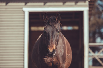 portrait of extremely fat mare horse standing in the paddock in spring landscape