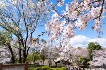 静岡県富士市　岩本山公園の桜