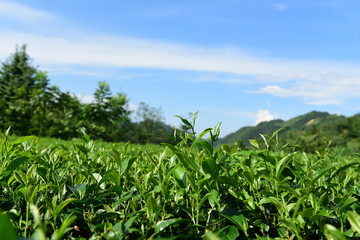 Fototapeta na wymiar Tea Picking in Chinese Tea Gardens