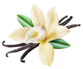 Naklejka na ściany i meble Dried vanilla sticks and orchid vanilla flower. File contains clipping path.