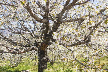 Cherry tree bloming with springtime withe flowers