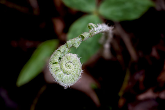 Wild Fiddlehead fern