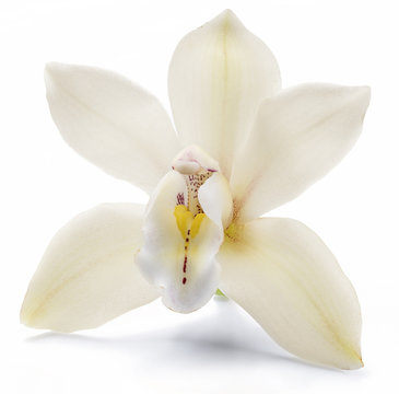 Vanilla orchid vanilla flower isolated on white background.