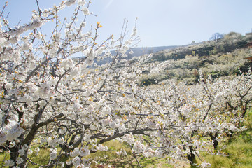 Springtime cherry blossoms in Valle del Jerte, Extremadura, Spain
