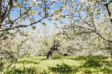 Cherry blossoms in Valle del Jerte, Spain