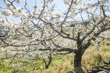 Beautiful cherry tree blossom in springtime