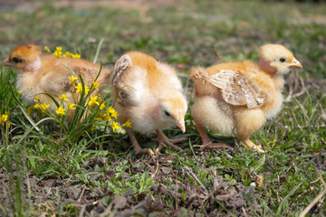 Close-up of yellow chickens on the grass, Beautiful yellow little chickens,