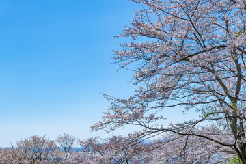 静岡県富士市　岩本山公園の桜