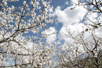 Cherry blossom white flowers against blue sky
