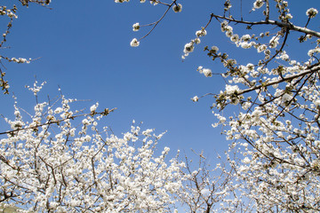 Cherry blossom white flowers and blue sky