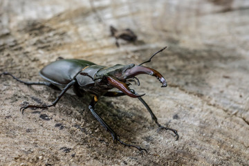 Very big stag beetle (lucanus cervus) sits on a stump in the wood at the beginning of summer in Ukraine.