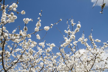 Cherry blossom white flowers