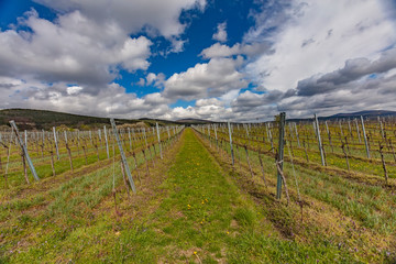 Fototapeta na wymiar green vineyards landscape in spring time 