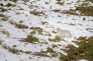 alert,america,animal,bison,buffalo,canid,canine,canis,canis latrans,carnivore,cold,coyote,digging,dog,fur,furry,grassland,hunting,jump,lamar,landscape,latrans,lunch,mammal,mating,meadow,montana,mounta