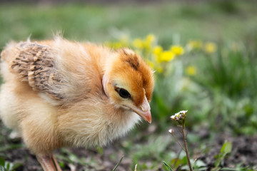 Little chicken, closeup, yellow chicken on the grass. Breeding small chickens. Poultry farming.