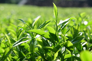 Tea Picking in Chinese Tea Gardens