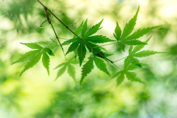 green leaves background