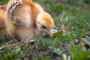 Little chicken, closeup, yellow chicken on the grass. Breeding small chickens. Poultry farming.