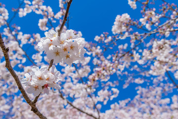 静岡県富士市岩本山公園の桜