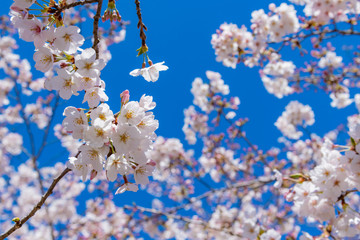 Obraz premium 静岡県富士市 岩本山公園の桜