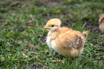 Little chicken, closeup, yellow chicken on the grass. Breeding small chickens. Poultry farming.