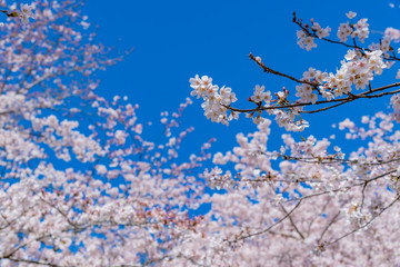 静岡県富士市　岩本山公園の桜