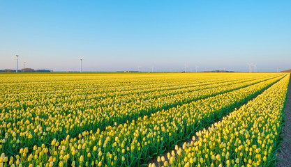 Field with flowers below a blue sky in sunlight at sunrise in spring